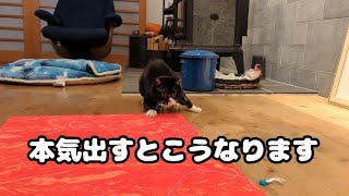 限界突破してしまった猫