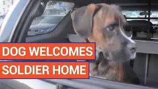 Sweet Dog Welcomes Soldier Home Video 2016 | Daily Heart Beat