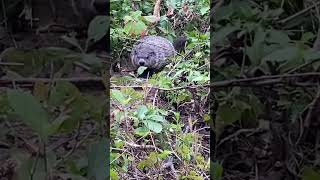 Angry groundhog finally runs away. #shorts