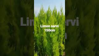 Limon Servi. Canlı Bahçe Fidancılık Sakarya Arifiye 0532 245 1384 Www.canlibahce.com Resimi