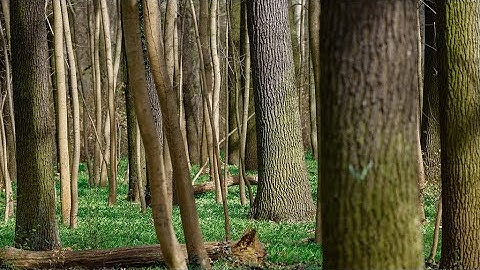 Carbon sinks: Harnessing forests and farmland