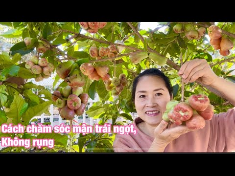 Video: Thu Hoạch Cây Mận - Bạn Thu Hoạch Mận Như Thế Nào Và Khi Nào