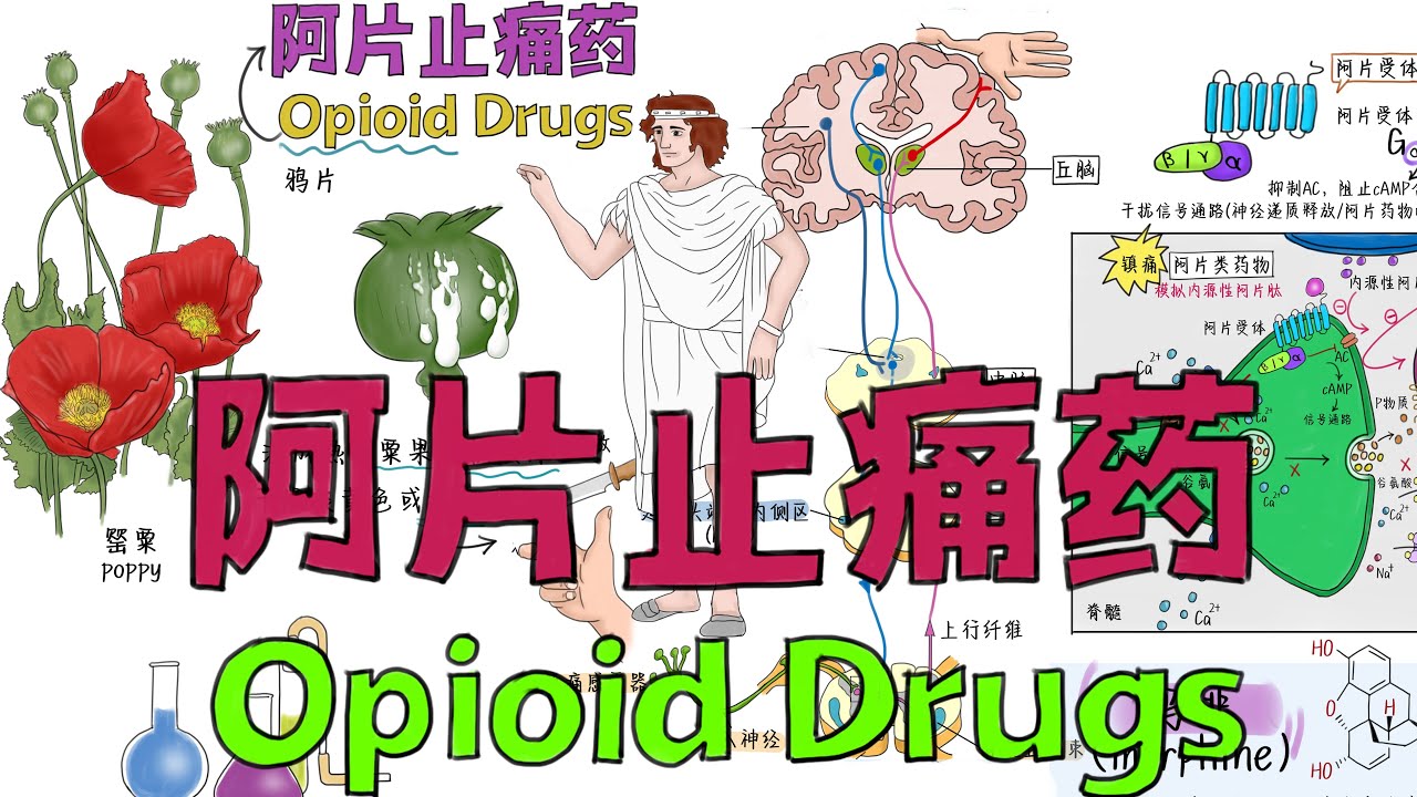 一口气弄懂【阿片类止痛药物】吗啡、鸦片、芬太尼、强痛定Opioids Mechanism of Action, Addiction, Dependence and Tolerance