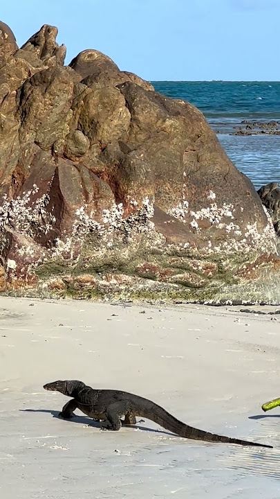 FREE STOCK FOOTAGE Komodo Dragon on the Beach with Sounds for your Projects #shorts