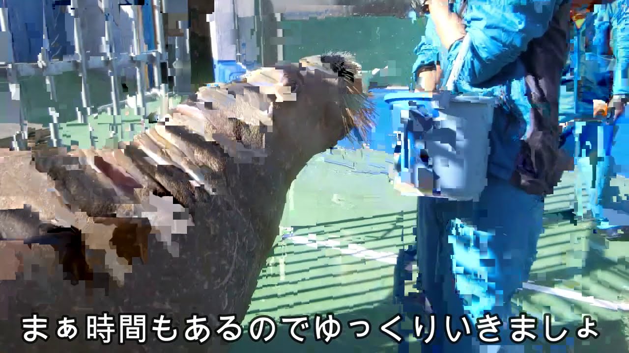 【セイウチ家族】 セイウチ】いろんな力の積み重ね ～ポポちゃんが無事出発できた理由
