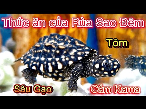 Video RÙA SAO ĐÊM THÍCH ĂN CÁM KAMA || TURTLE HAMILTON. - youtube
