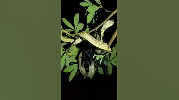 "Snakes climbed up the tree! Watch the amazing video!" #reels #snakesaver #cobra #snakehandling