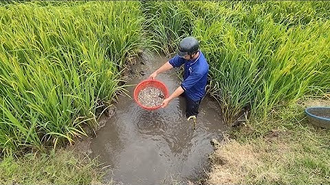 Giải cứu cá rô đồng mắc cạn (T113) 