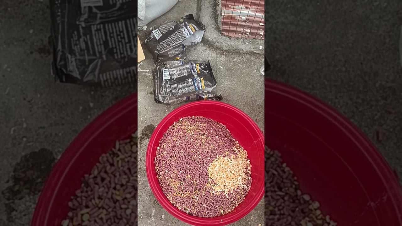 #conditioning #thunderbird #platinum #hagibis #crackcorn