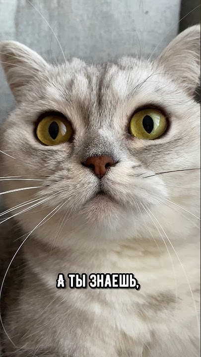 Кошка знаешь что такое