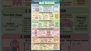 Respiration#ytshorts#neet2026 #neetrepeater #neetexam #cuet #csirnet #neetmotivation #cuetprepare#