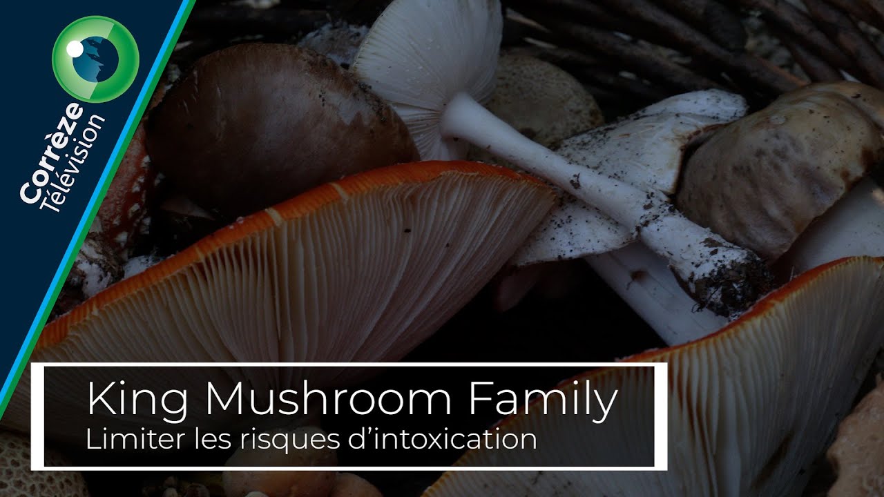 King Mushroom Family, limiter les risques d'intoxication aux