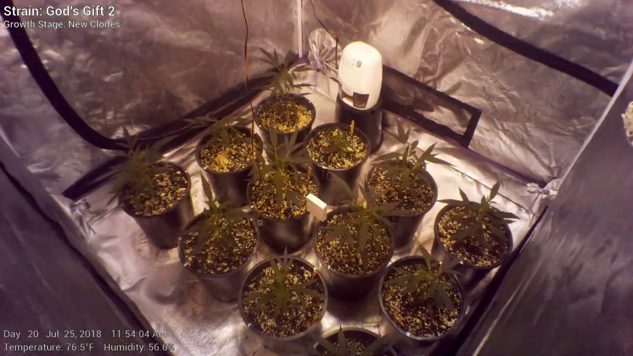 God's Gift 2 - 130 Days in 13 seconds - Cannabis Tent Time Lapse