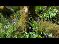 Forest Sounds Birds Singing Sound of Nature Birdsong Relaxation Birds Chirping Meditation 1 hour