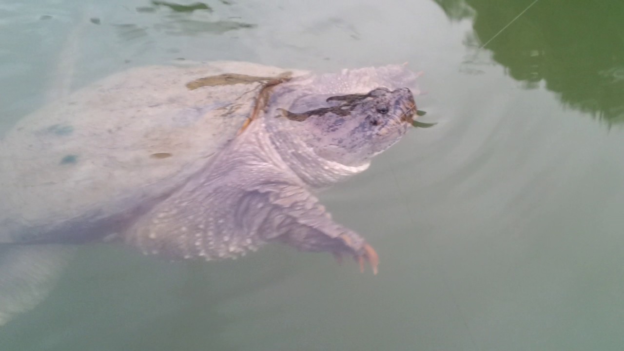 Giant snapping turtle caught while fishing YouTube
