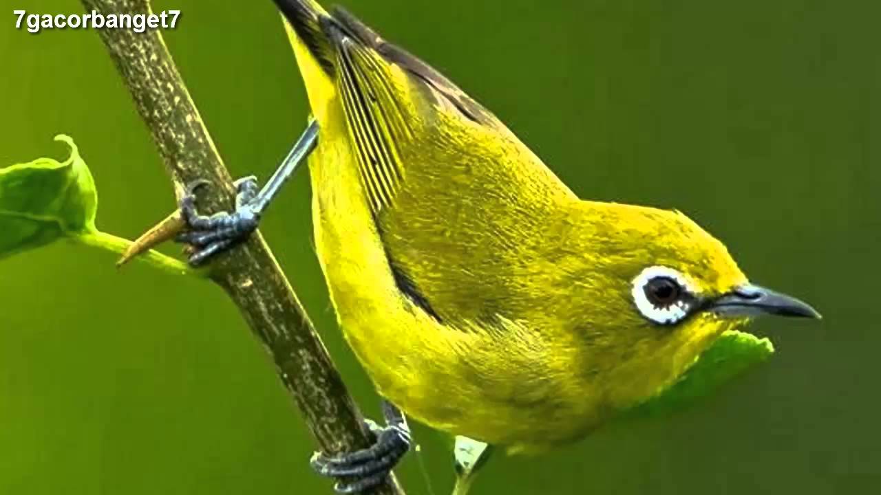  Kicau  Burung  Pleci Chirp of Bird YouTube