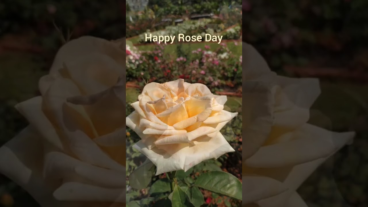 #happyroseday2023