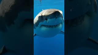 😱😱😱 Biggest Shark Caught On Camera #shark #sharks #cameracaught #shorts #trendingnow #aestheic