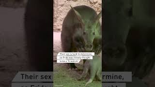 Meet Berlins baby aardvark Frida!