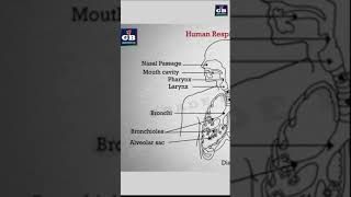 How to draw human #respiratory system in easy steps :10th Biology |  Science | CBSE | NCERT class 10