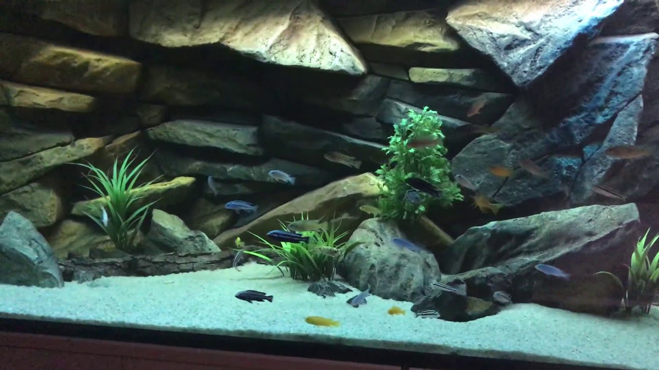 Rock 3D Aquarium Background for Malawi Cichlid Tank - Aquadecor - YouTube