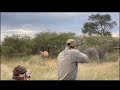 Male Lion Charge. Dangerous Game Hunting.