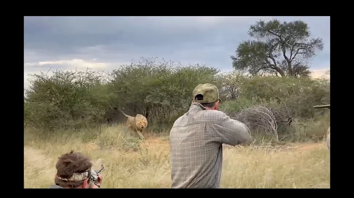 Male Lion Charge. Dangerous Game Hunting. - DayDayNews