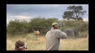 Male Lion Charge. Dangerous Game Hunting. screenshot 4