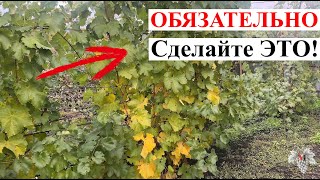 ОБЯЗАТЕЛЬНО Сделайте ЭТО Перед ОБРЕЗКОЙ и УКРЫТИЕМ Винограда