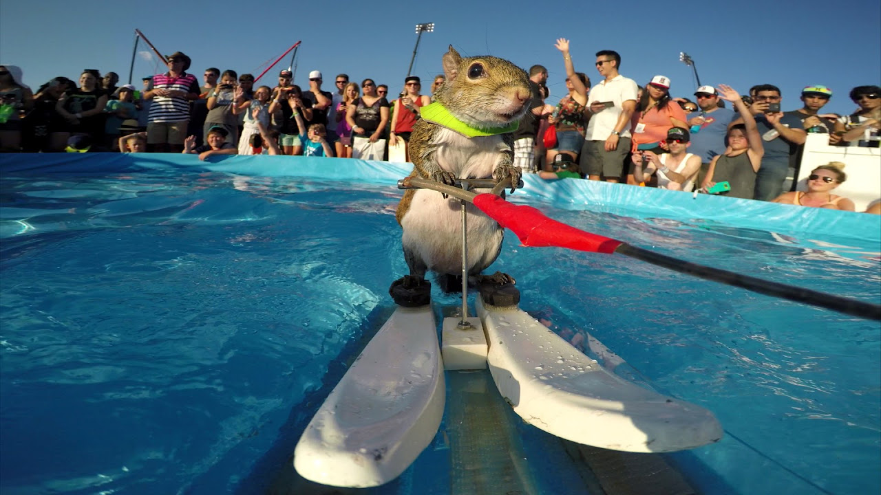 GoPro Twiggy the Waterskiing Squirrel