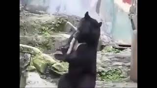 Kung Fu Bear