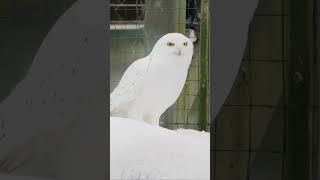 Did this Owl just do a 360?! 🦉😮 screenshot 2