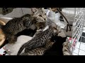 母猫の福ちゃんと7匹の子猫達の保護が完了しました。【保護猫】【子猫保護】