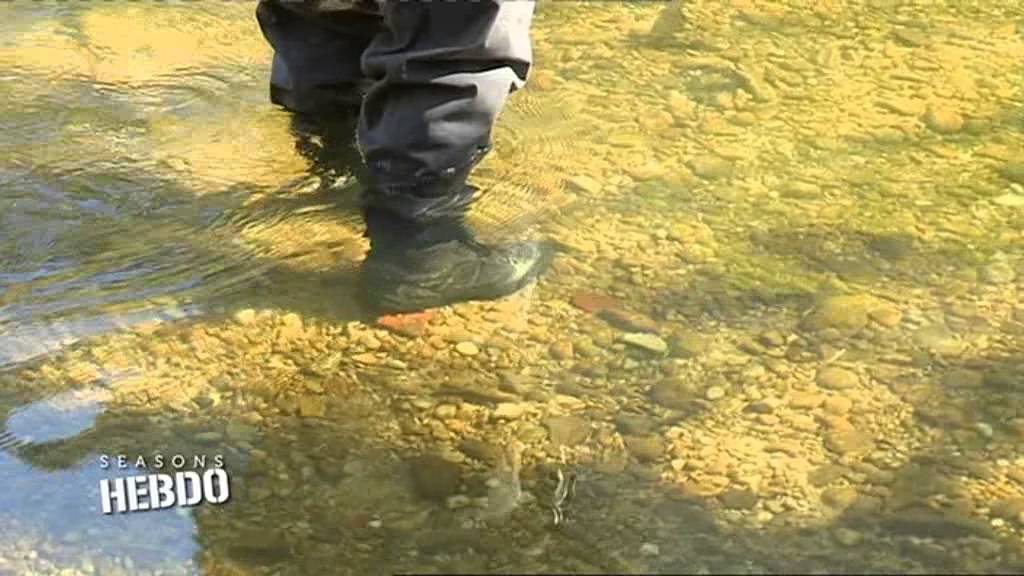 Pêche en nymphe à vue sur la Bienne.