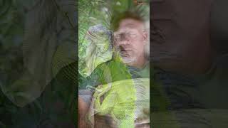 Biblical Meaning Of Iguana In Dreams#shortvideo
