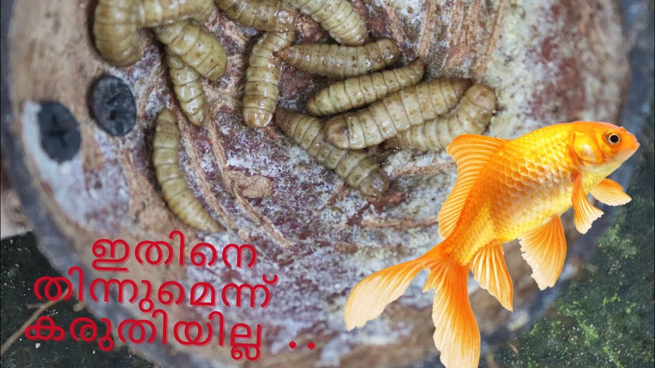 Fish feeding maggots koicarp low cost fish feed YouTube