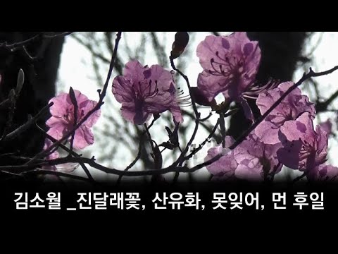서울말로 감상하는 김소월의 <strong>시</strong> (<strong>진달래꽃</strong>, 산유화, 못잊어, 먼 후일 등),,,김소월의 진달래꽃을 찾아서(탐사추적8)