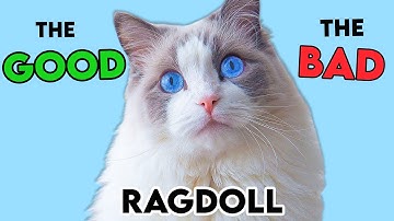 MUST-KNOW Ragdoll Cat PROS and CONS