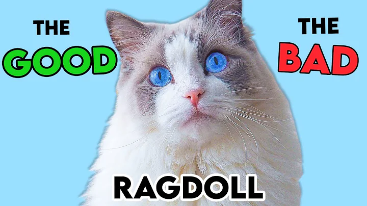 MUST-KNOW Ragdoll Cat PROS and CONS - DayDayNews