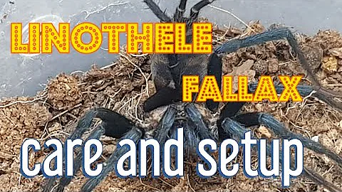 Linothele  fallax , tiger spider care and setup