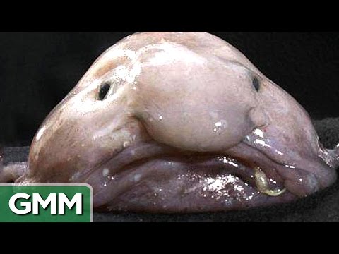 Season 9 ~ Episode #11 - - - Top 5 Ugliest Animals ...
