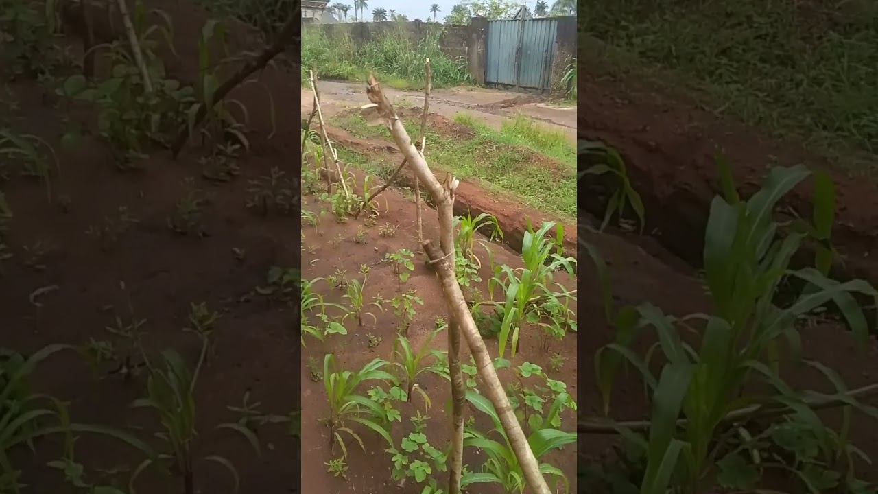 My little farm