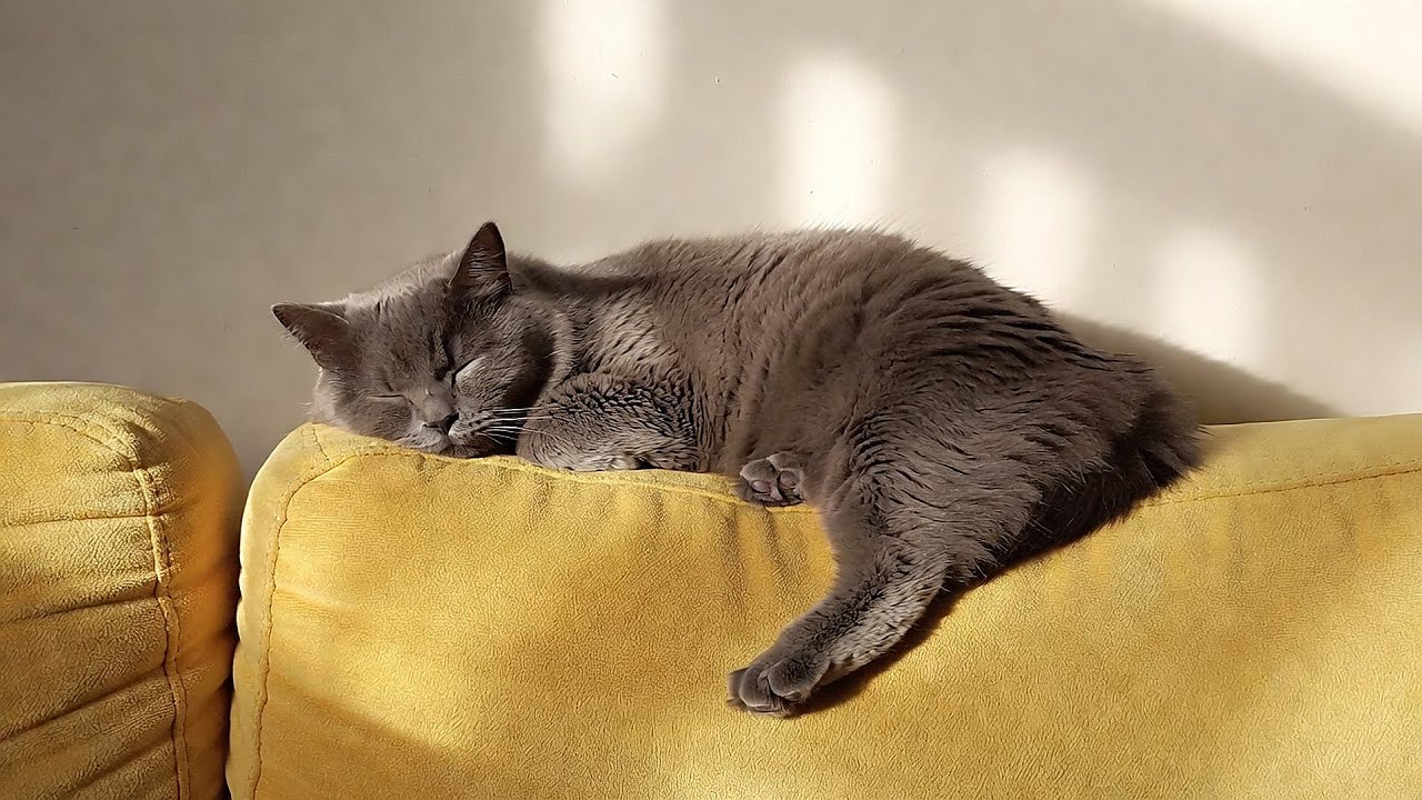 LIVE 🌙 Calm Lofi Beats for Deep Cat Sleep 😴 | Season 3