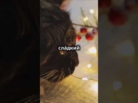 У котов нет рецепторов для сладкого #природа #кошки #животные #биология