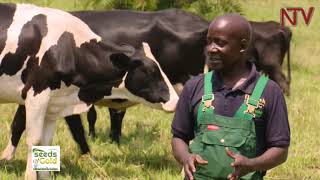 Seeds of Gold: How to make profit from cattle keeping