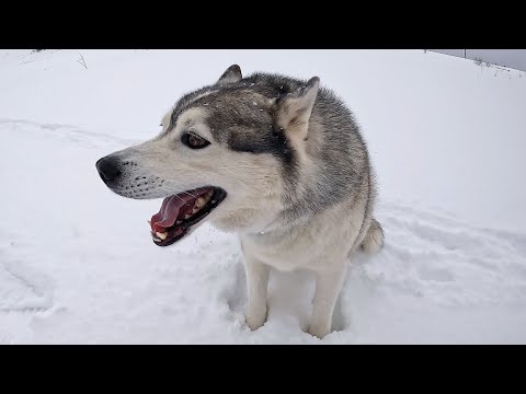 Теперь еще и ТРАВМА У ХАСКИ РОККИ