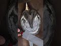 Rasping Compilation #shorts  #farrier #satisfying #asmr