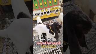 balahedi bakre mandi live update video coming inshallah#shorts #goat #goats