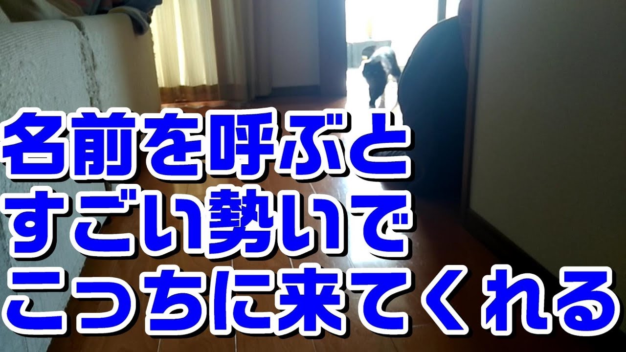 名前を呼ぶと猛ダッシュで駆けつけてくれるとってもカワイイ猫ちゃん Youtube 名前を呼ぶと猛ダッシュで駆けつけてくれるとってもカワイイ猫ちゃん Youtube