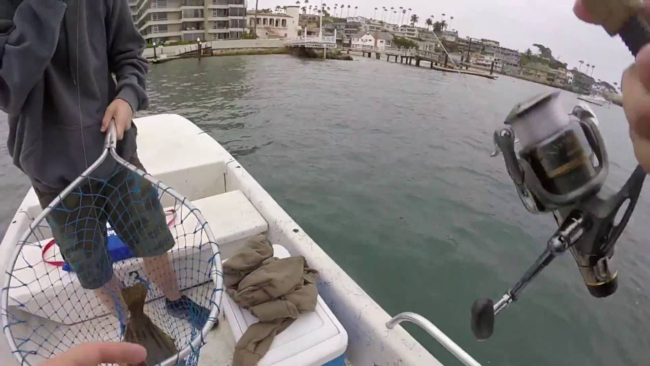 Newport harbor halibut fishing YouTube